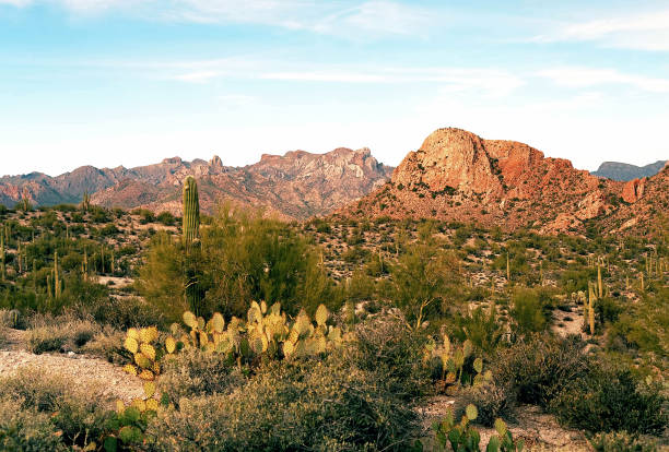 istock Arizona Sonora desert 1352982450
