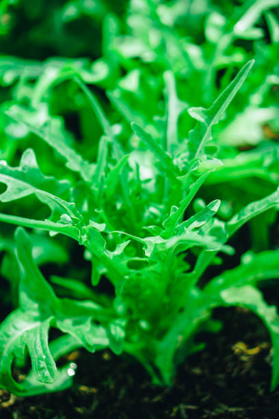 Hydroponics vegetable farm grown using organic methods. From a close-up photoshoot