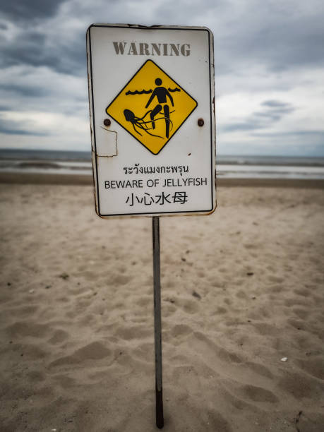 istock Jellyfish Warning Thailand Andaman Sea 1352985321