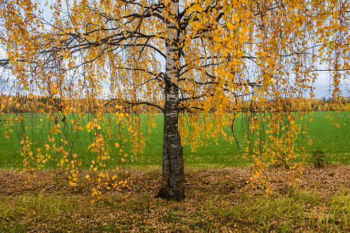 A birch trunk with low-hanging thin branches with yellow leaves on a green field background.