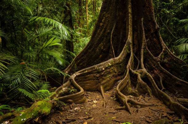 корни опоры деревьев, национальный парк вурунуран, - tropical rainforest фотографии стоковые фото и изображения