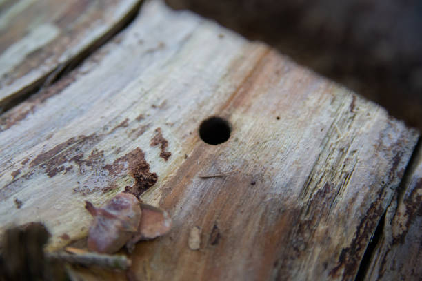istock Perfect circle hole curved into a tree by a longhorn beetle in Japan. 1352992741