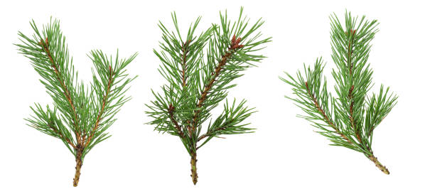 istock a set of spruce branches in isolation on a white background 1352993256