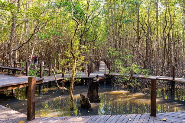 istock Khung Kraben Mangrove Forest 1352993685