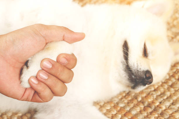 istock owner petting his dog, Hands holding paws dog are taking shake hand greet together. empty space for text. 1352995471