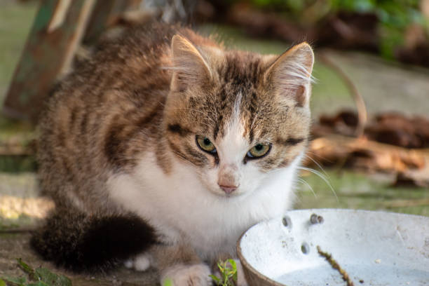 istock The cat sits and looks ahead. Wildcat. 1352996929