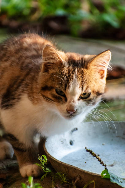 istock The cat sits and looks ahead. Wildcat. 1352996932