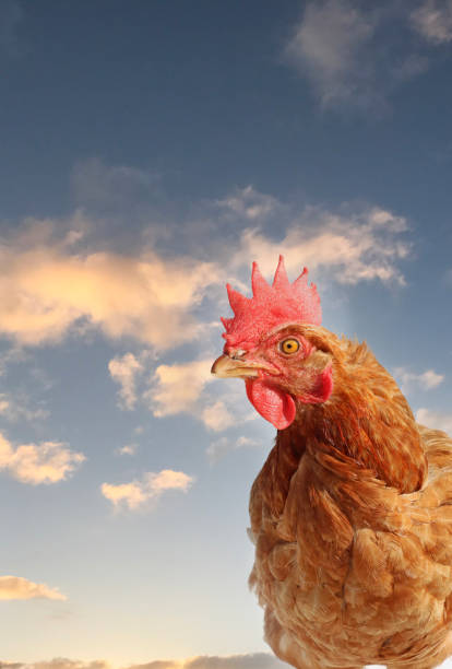 istock portrait of Chicken bird in sky background 1352999123