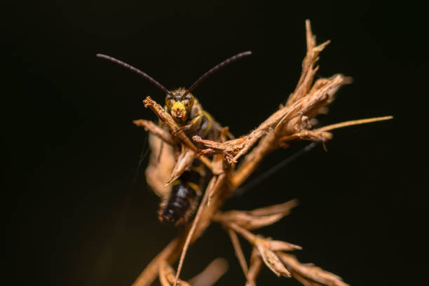 istock Robber fly on the branch looking for prey 1352999357