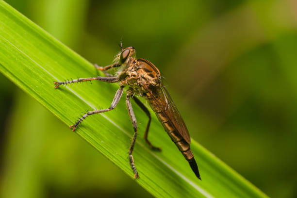 istock Robber fly on the branch looking for prey 1352999375