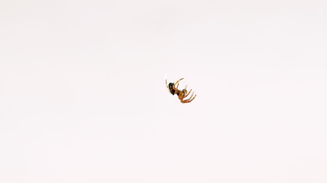 European garden small spider on the web. Araneus diadematus, europe, wildlife