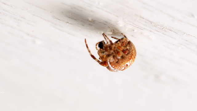 European garden spider on web wrapping its prey. Spider on web