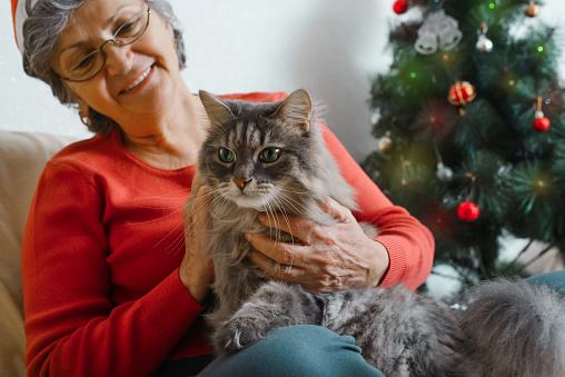 Senior woman with cat for Christmas celebration. Smiling, happy elderly woman sitting with furry gray pet alone at home near decorated Christmas tree. Selective focus on cat.