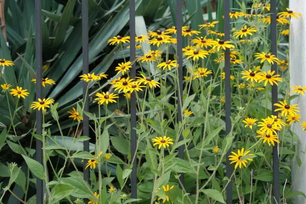 yellow flower, Rudbeckia (Coneflower). The species are commonly called coneflowers and black-eyed-susans. Rudbeckia (Coneflower) are cultivated in gardens for their showy yellow or gold flower heads