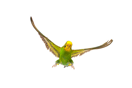 budgie in flight isolated on white background