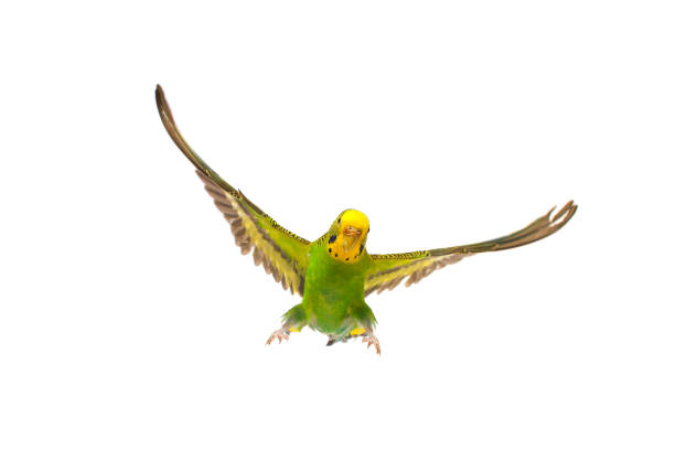 budgie in flight isolated on white background budgie in flight isolated on white background parakeet stock pictures, royalty-free photos & images