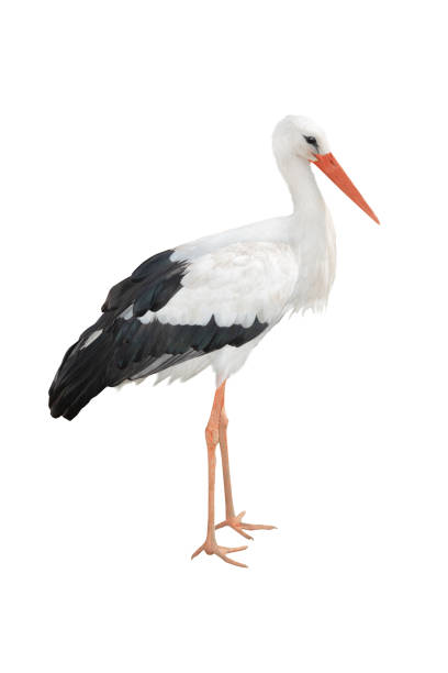 istock white stork isolated on white background 1353002560
