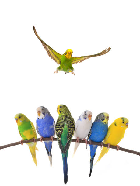istock budgie in flight isolated on white background 1353002562