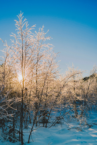 Scenic winter landscape against the sun