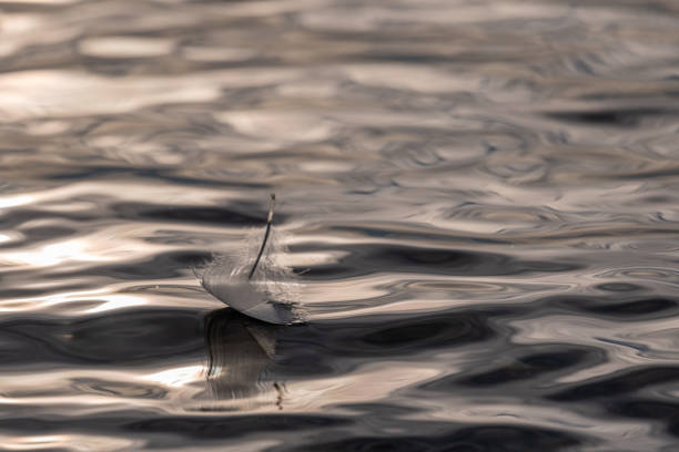 One white feather floating on water. Lausanne, Switzerland. Relaxation and abstract background.