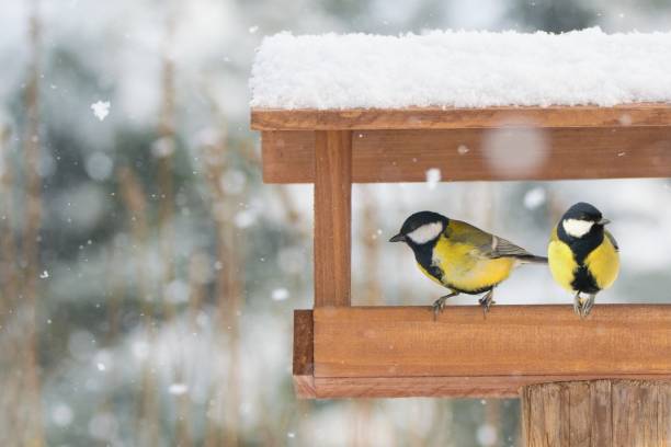 hermoso paisaje invernal con grandes tetas sentadas en la casa de los pájaros dentro de una fuerte nevada (parus major) - tit fotografías e imágenes de stock