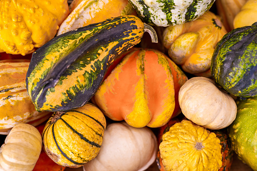 multicolored pumpkin on yellow and orange background, autumn composition, Halloween or Thanksgiving. High quality photo