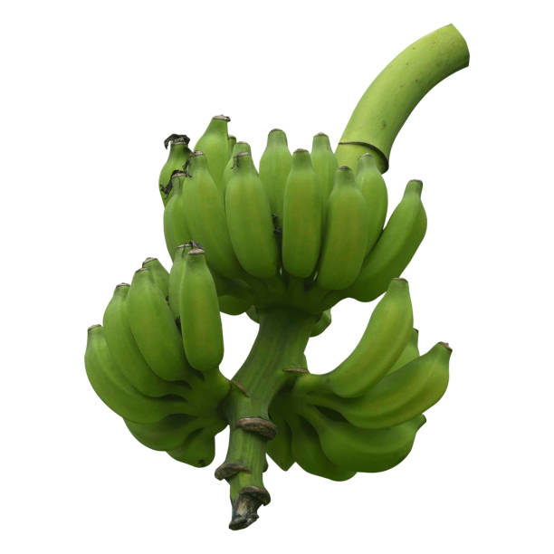 istock A bunch of green bananas isolated on a white background. 1353005424