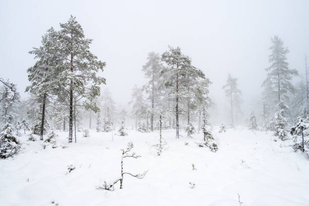 istock Pine woodland at a bog with snow and mist 1353007478