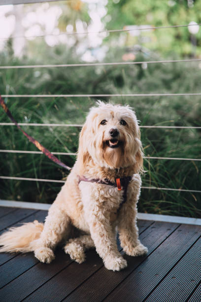 A white fluffy dog A white fluffy dog. Selective focus on the eyes of the dog, blurred background. Looking into the camera. adopter berger australien stock pictures, royalty-free photos & images