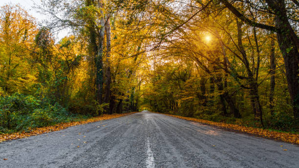 istock Asphalt road through the autumn forest 1353008101