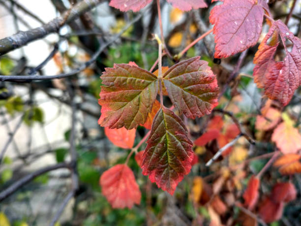 istock Pacific poison oak leaf in autumn 1353010020