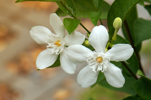 White blooming Cape Jasmine flowers on Cape Jasmine tree - nature on the  garden - Floral backdrops in the garden