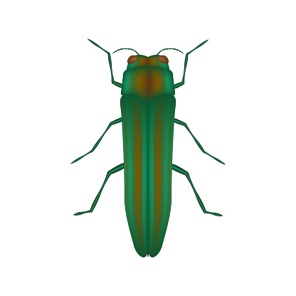 The emerald ash borer icon, 3d vector illustration design, Agrilus planipennis