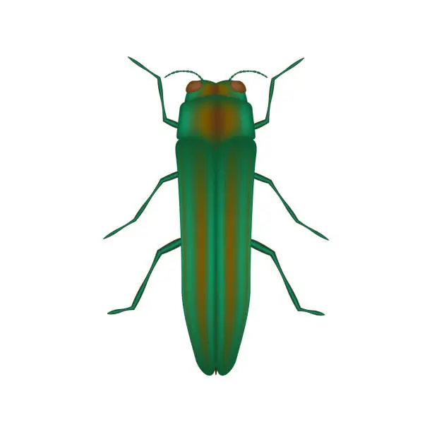 Vector illustration of The emerald ash borer icon, 3d vector illustration, Agrilus planipennis