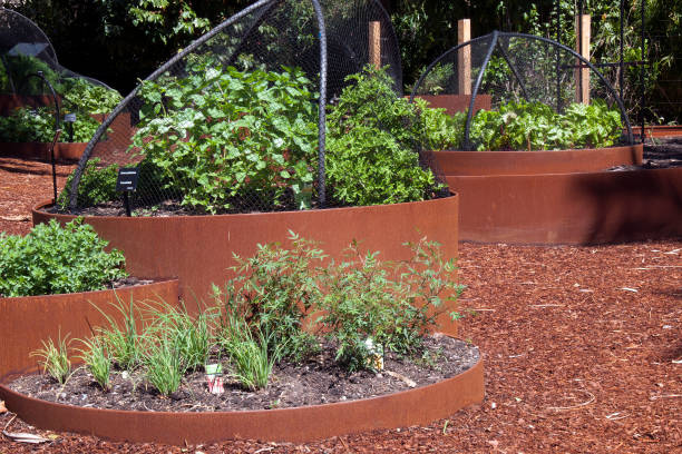 istock Veggies and herbs growing in raised garden beds 1353015119