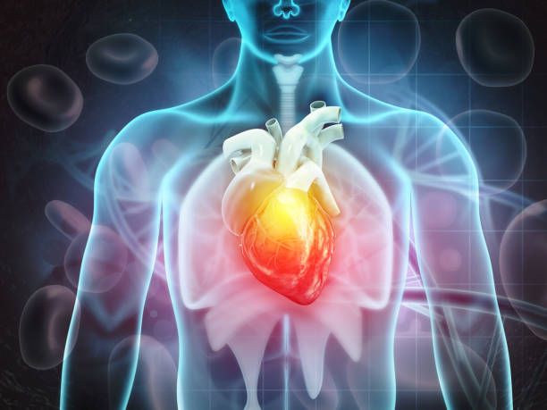istock Human heart anatomy on scientific background 1353016156