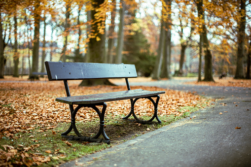 Bench in front of the footpath, surrounded by trees and fallen leaves.