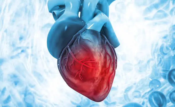 Photo of Human heart anatomy on scientific background