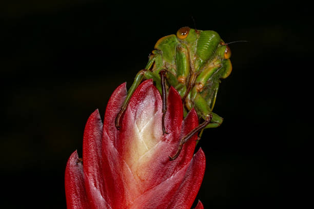 istock Australian Green Grocer Cicada 1353017946