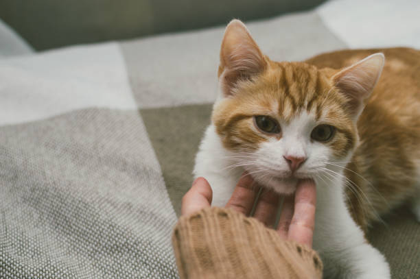 istock Owner caressing a ginger cat. Close-up portrait 1353017999