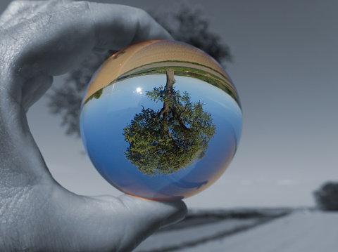 Old tree photographed through crystal ball, with monochrome background.