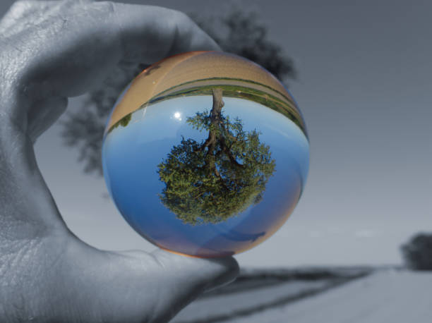 The world is upside down Old tree photographed through crystal ball, with monochrome background. upside down stock pictures, royalty-free photos & images