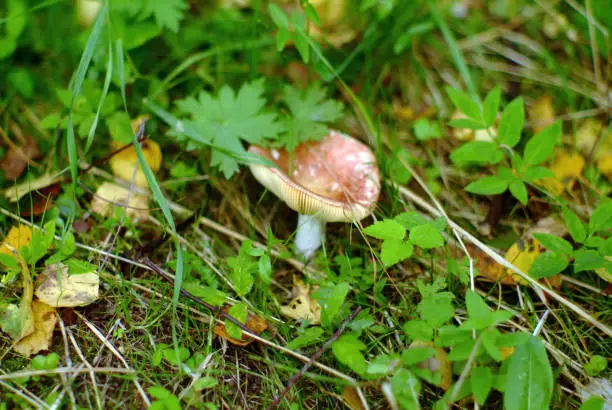 a little Russule in the grass in the forest, in summer