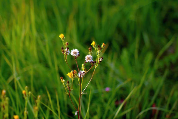 istock small wild white flowers in the forest 1353020579