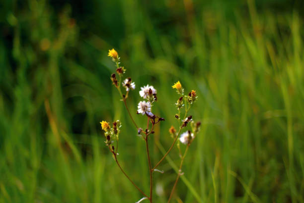 small wild white flowers in the forest