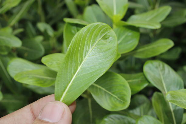 istock A picture of leafs with selective focus 1353020615