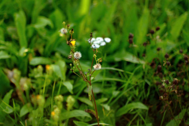 istock small wild white flowers in the forest 1353020629
