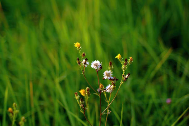 istock small wild white flowers in the forest 1353020716