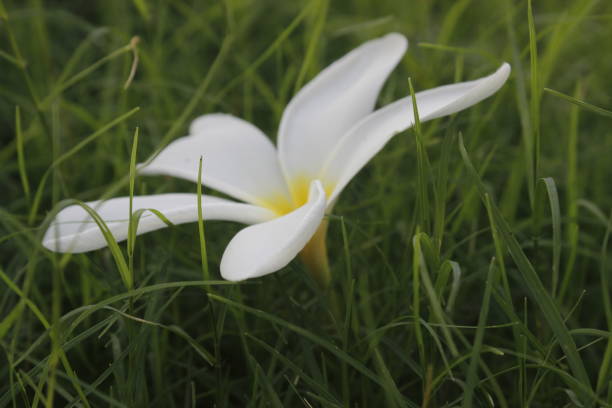 istock A picture of flower with selective focus 1353020725
