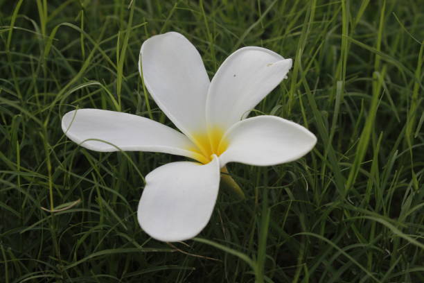 istock A picture of flower with selective focus 1353020736